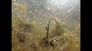 ЖЕСТЬ. Как выглядит очень старое болото под водой / такого многие не видели никогда