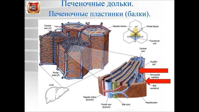 Лекция 18а. Большие пищеварительные железы. Pancreas и  Liver