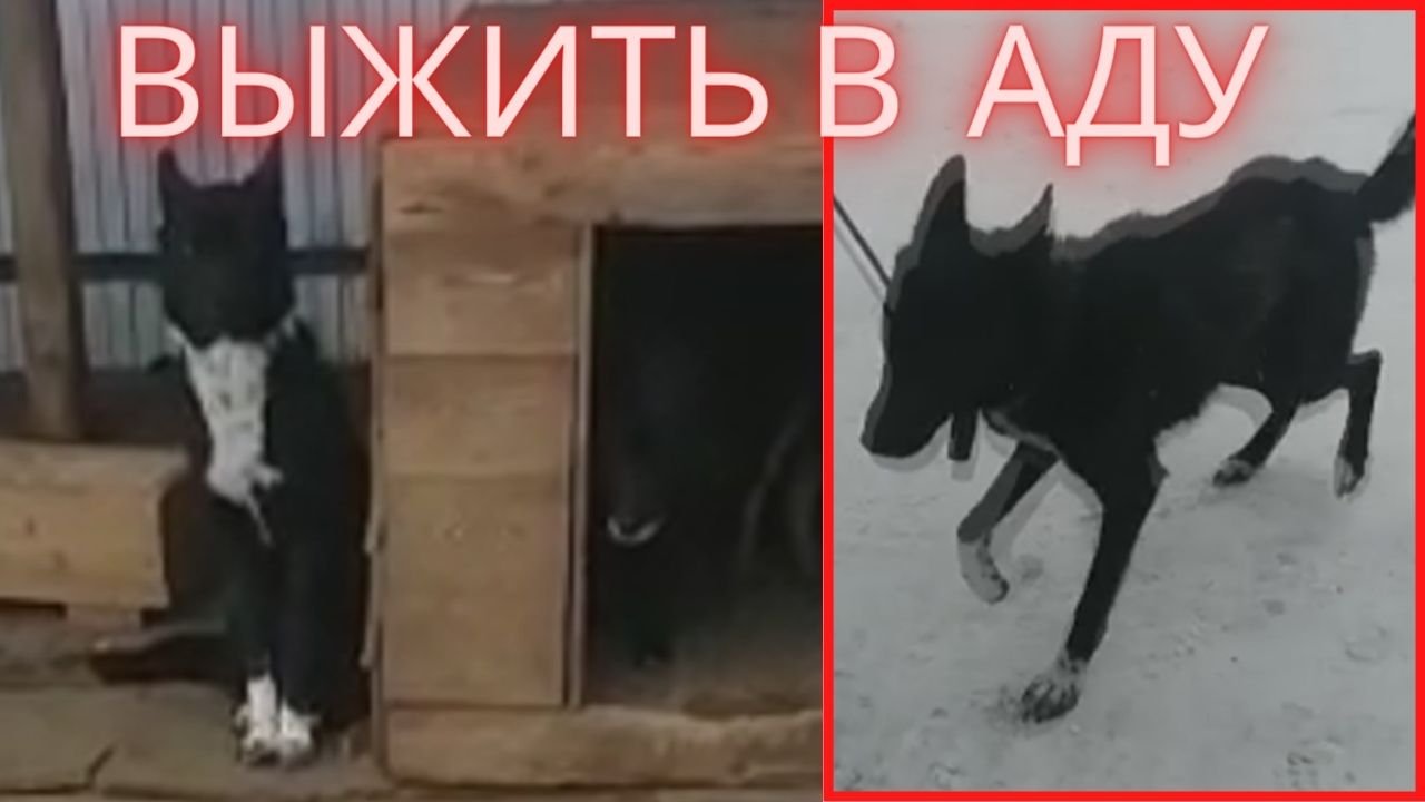 Он не двигался много дней и поэтому он выжил...  Умнейшие якутские собаки!