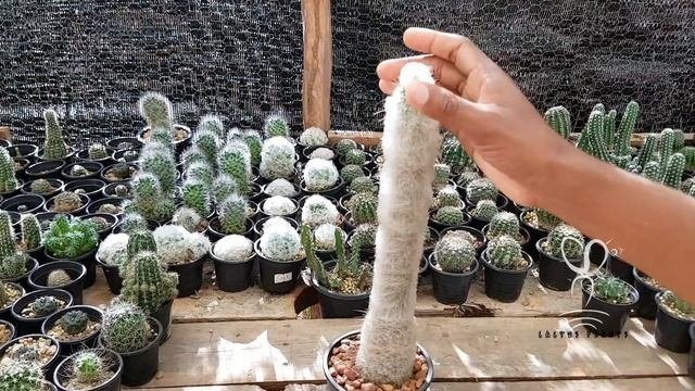 How To Care For An Old Man Cacti | Cephalocereus Senilis Cactus