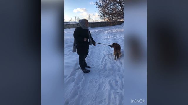 Помощь бездомным животным
