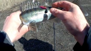 Ловля судака весной. Лучшие приманки