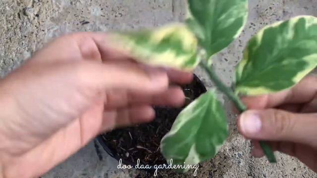 How to grow Devil’s Backbone plant from cutting смотреть онлайн