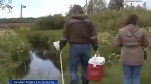 Мга становится мёртвой рекой