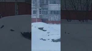 Поиск закладок в Сургуте