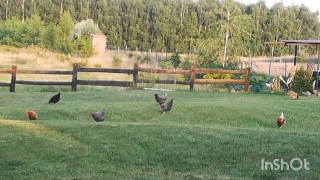 выпуск 39. Агроусадьба в Польше. Отдых шабашников.@user-ip5fp7xk8y смотреть онлайн