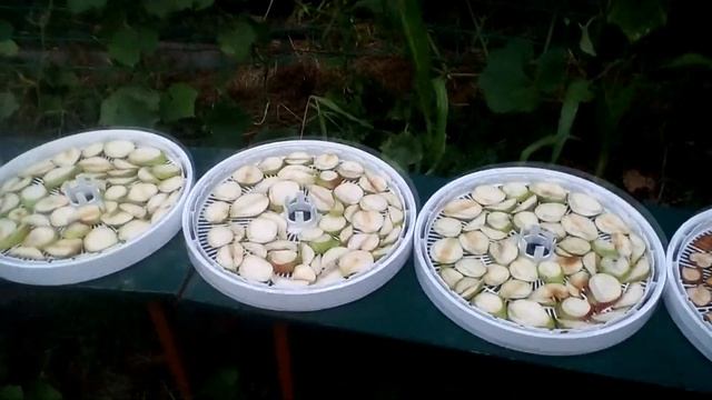 Мои грядки летом. Муравьи ушли от нас. Экономная грядка. #суфикс смотреть онлайн