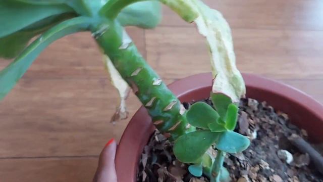 Echeveria PALLIDA🌱🤯/ Te muestro como salvar tu Suculenta/Suculenta que le gusta el agua💦😜 смотреть онлайн