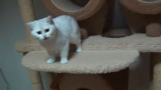 Британский котик Изюм,окрас серебристая шиншилла смотреть онлайн