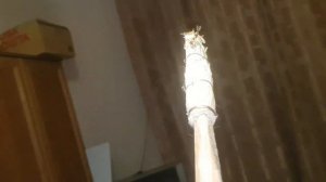 В комнату залетел малярийный комар или оса. Ловим с Муркой