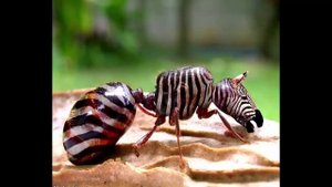 25 Hybrid Animals with Photoshop -Grafika