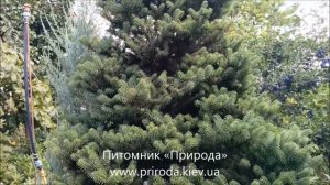Питомник Природа Пихта корейская 250см