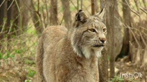 ДИКИЕ ЖИВОТНЫЕ ТАЙГИ