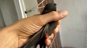 Самая быстрая птица