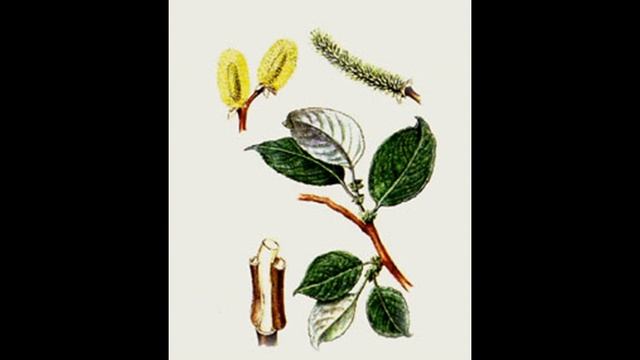 Козья ива - это не верба. смотреть онлайн