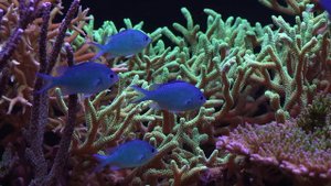 2000 liter reef tank in Russia 2014 (Viking)