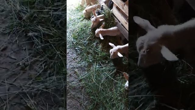 Идеальная кормушка для коз смотреть онлайн