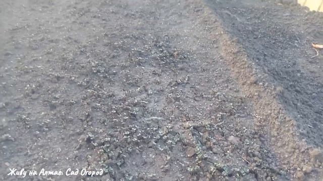Когда сажать озимый чеснок. Подготовка грядки к посадке чеснока осенью.