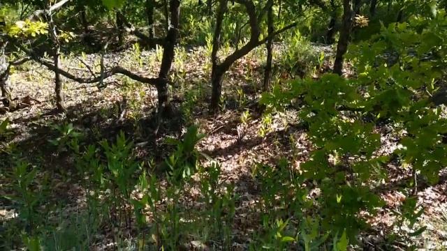 ПЕРВЫЕ ГРИБЫ в САРАТОВЕ. Пойдёмте собирать вместе). смотреть онлайн