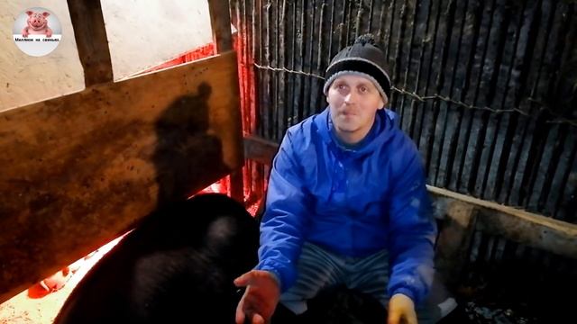 Миллион на свиньях.Отлучка поросят от свиноматки.Обзор супоросной свиноматки породы пьетрен.