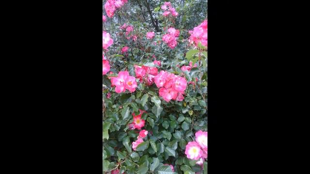 Мое слайд-шоу какая красивая природа читайте описание смотреть онлайн