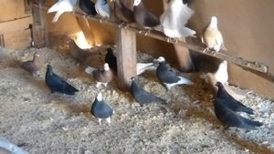 Гусь-Хрустальный, голуби  Сергея Сухова..