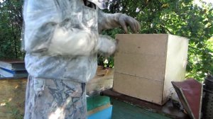 СУПЕР 100% КАК ОБЪЕДИНИТЬ РОЙ ЧЕРЕЗ ГАЗЕТУ ПОЛУЧИТЬ МЕДОВИК. БРОДЯЧИЙ РОЙ ИЗ ЛОВУШКИ.???