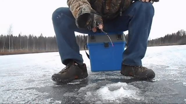 Первый лед. Перволедье продолжается. Поймал большого ротана. Вместо обеда - на рыбалку! смотреть онлайн
