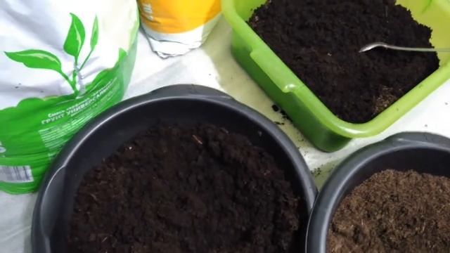 Как сохранить лилии до посадки Мои покупки смотреть онлайн