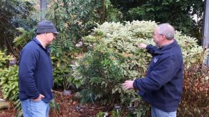 Dry Shade Garden Plants