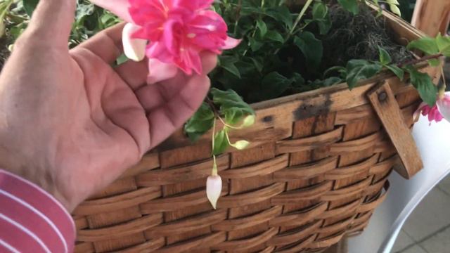 Más plantas con floración en el jardín смотреть онлайн