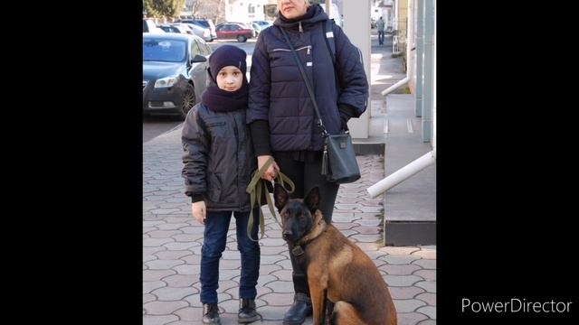 Малинуа Бельгийская овчарка Линда подборка фото от двух до шести месяцев