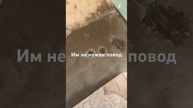 Это все потому-что у них 9 жизней? #ремонт #стройка #строительство #отделка #плитка #штукатурка смотреть онлайн