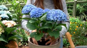 Longest Blooming Hydrangea: 'Magical Revolution' for 150 Days!
