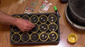 ПОСЕВ СЕМЯН КАБАЧКОВ НА РАССАДУ