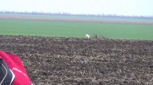 Охота с борзыми.Первопольные грейхаунды