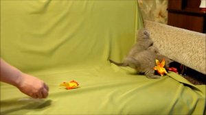 Шотландские и британские котята. Питомник Greycat www.grey-cats.ru