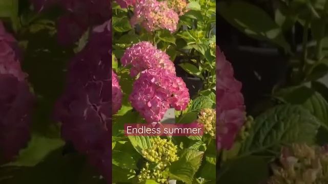 #endlesssummer #hydrangea #гортензия #садгортензий #hortensia #hydrangeas #гортензиякрупнолистная