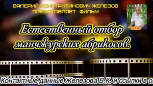 В.Железов.  Естественный отбор манчжурских абрикосов.