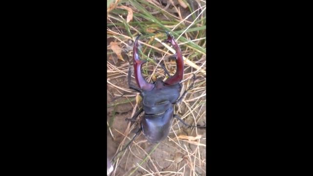 Дачный монстр. #жук #жук олень #насекомые смотреть онлайн