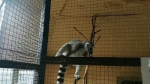 как Лимуры вычесывают друг друга