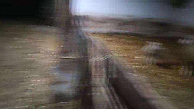 молодняк Иль де Франс для заказа на весну 2021 смотреть онлайн