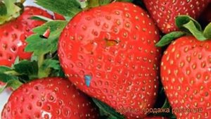 Земляника садовая Эви'c Делайт (eves delight) ? обзор: как сажать, рассада земляники Эви'c Делайт