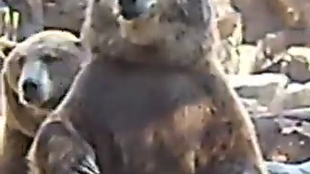 Медведи выпрашивают еду Зоопарк Мадрид🐻👀🔥🤣Bears beg for food Zoo Madrid🐻👀🔥🤣 смотреть онлайн