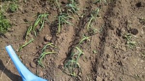 Посадка чеснока рассадой