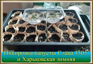 ✅? Рассада поздней (зимней) Капусты - пикировка рассады в стаканчики