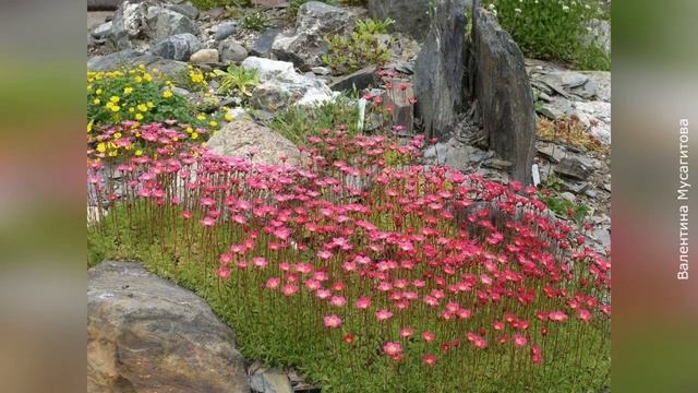 ❀ Применение почвопокровных растений в дизайне сада смотреть онлайн