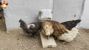 Кормушка с педалью курам из мусорного ведра