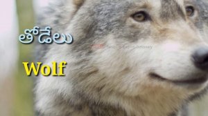 Names of animals in English and Telugu | Vocabulary | Telugu to english | Animals Names List