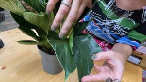 Филодендрон Уайт Уэйв | эффектное и редкое растение для дома и офиса |Декоративнолиственное растени